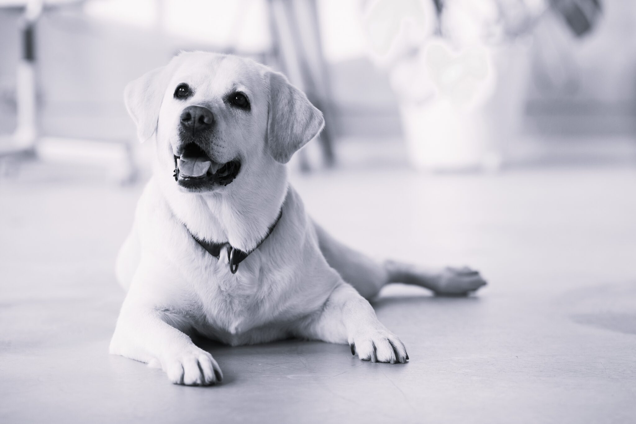 Full length portrait of happy dog lying on floor at home nd smiling at camera, copy space